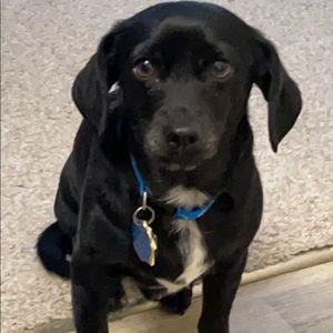 Meet your Posher, Frankie